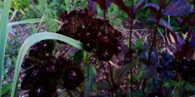 Dianthus barbatus